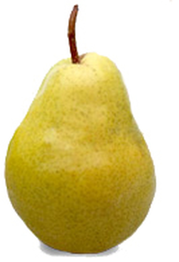 yellow-bartlett-pear-food-library-shibboleth